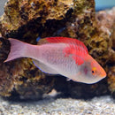 Rosy Dwarf Parrot (Cirrhilabrus adornatus) - Marine World Aquatics