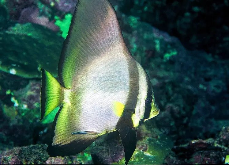 Roundfin Fish Roundfin Batfish (Platax orbicularis) - Marine World Aquatics