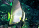 Roundfin Batfish (Platax orbicularis) - Marine World Aquatics
