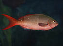 Ruby Anthias (Paranthias colonus) - Marine World Aquatics