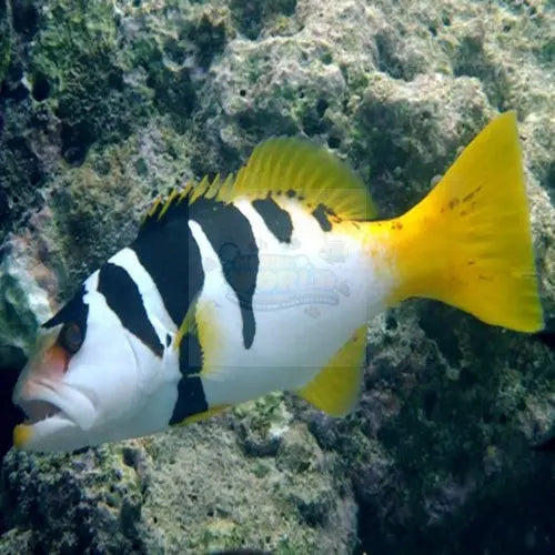 Saddle Grouper (Plectropomus laevis) - Marine World Aquatics