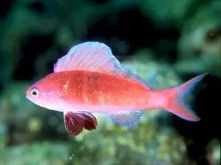 Sailfin Anthias (Rabaulichthys spp.) - Marine World Aquatics