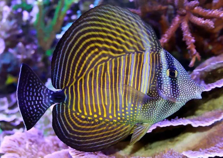 Sailfin Tang - West Ind Ocean (Zebrasoma desjardinii) - Marine World Aquatics