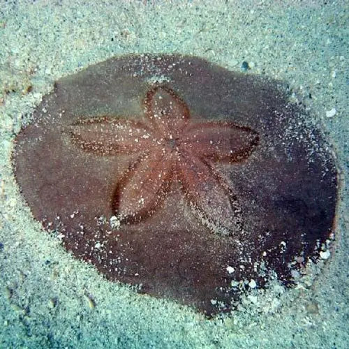Sand Dollar (Clypeaster subdepressus) - Marine World Aquatics