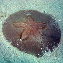 Sand Dollar (Clypeaster subdepressus) - Marine World Aquatics