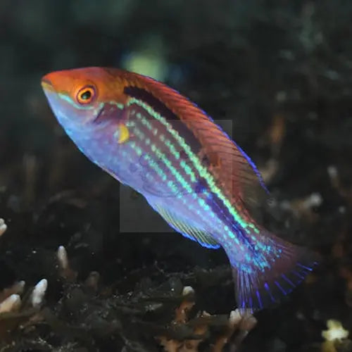 Sapphire Dwarf Parrot (Cirrhilabrus lubbocki) - Marine World Aquatics