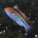 Sapphire Dwarf Parrot (Cirrhilabrus lubbocki) - Marine World Aquatics