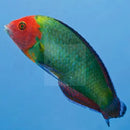 Scarlet Head Wrasse (Halichoeres rubricephalus) - Marine World Aquatics