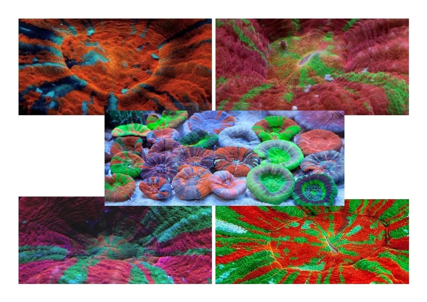 Scolly Australia (Scolymia spp) - Marine World Aquatics