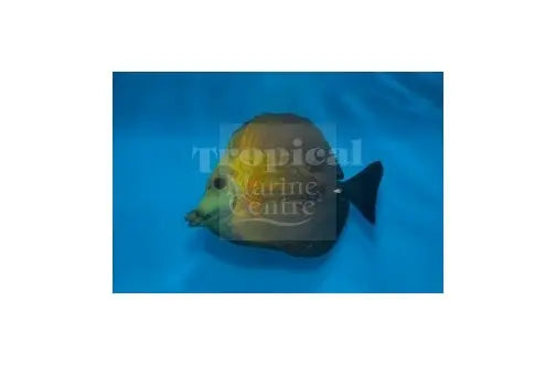 Scopas Tang - Tricolor (Zebrasoma scopas) - Marine World Aquatics