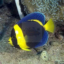 Scribble Angel Fish (Chaetodontoplus duboulayi) - Marine World Aquatics