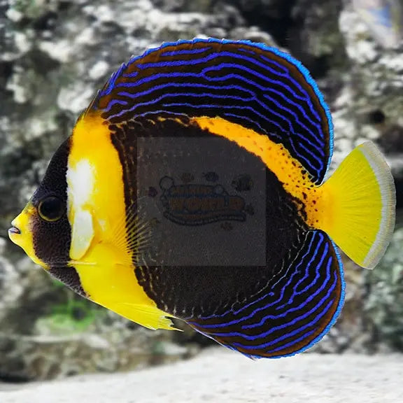 Scribble Angel  Male (Chaetodontoplus duboulayi) - Marine World Aquatics