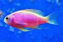 Scribbled Anthias (Pseudanthias Bimaculatus) - Marine World Aquatics