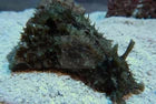 sea hare algae eater