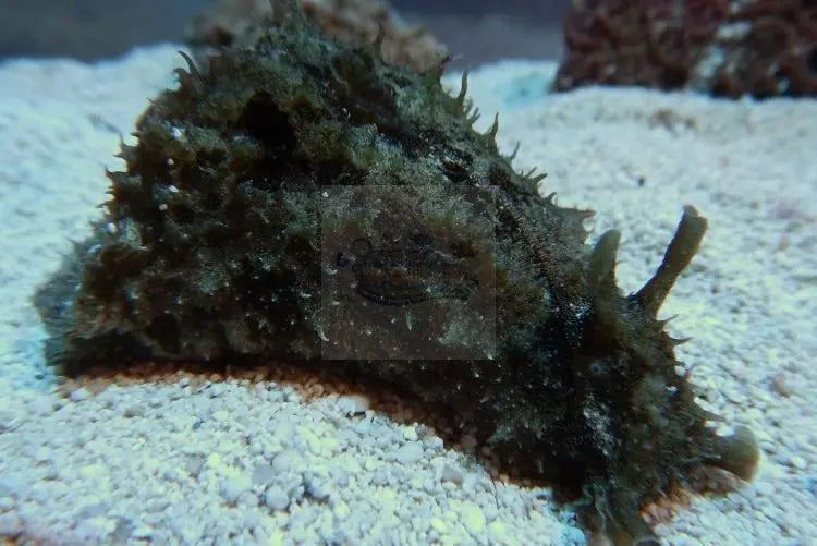 Sea Hare (Dolabella auricula) - Marine World Aquatics