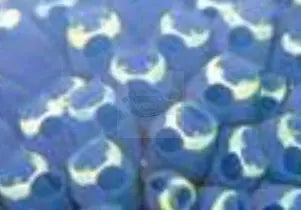 Sea Squirt (Per squirt) (Polycarpa aurata) - Marine World Aquatics