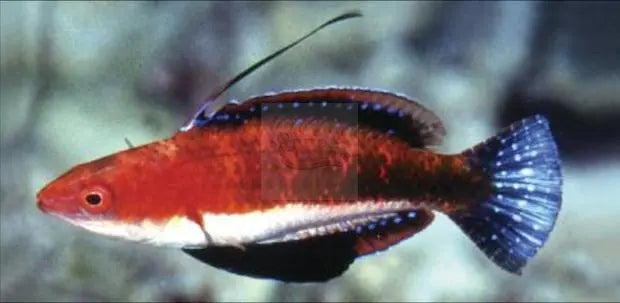 Seafighter - Midnight (Cirrhilabrus joanallenae) - Marine World Aquatics