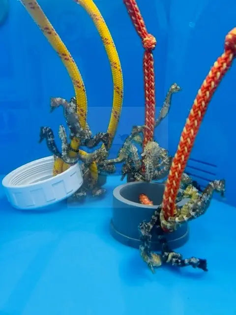 Seahorse Erectus  (Hippocampus erectus) - Marine World Aquatics