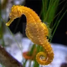 Seahorse   Hippocampus TANK BRED (Hippocampus Reidi ) - Marine World Aquatics