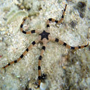 Serpent Starfish - Tiger (Ophiolepis superba) - Marine World Aquatics