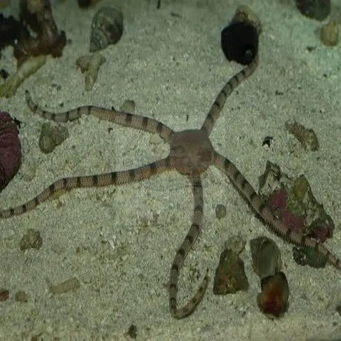 Serpent Starfish (Ophioderma spp.) - Marine World Aquatics
