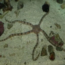 Serpent Starfish (Ophioderma spp.) - Marine World Aquatics
