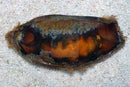 Shark - Egg (Chiloscyllium sp.) (Atelomycterus marmoratus) - Marine World Aquatics