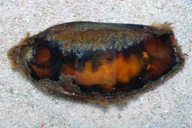Shark - Egg (Chiloscyllium sp.) (Atelomycterus marmoratus) - Marine World Aquatics