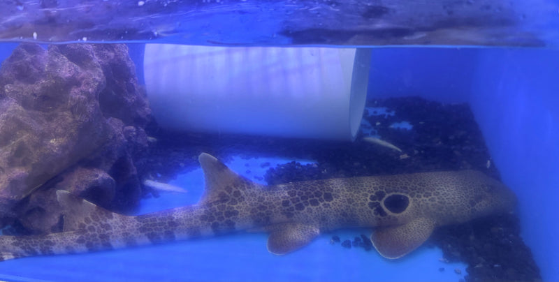 Shark - Epaulette (Hemiscyllium ocellatum) 60cm Male/Female