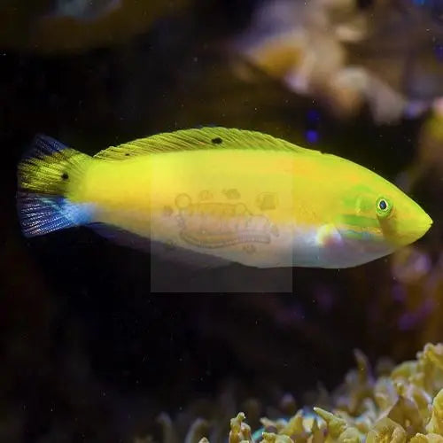 Silver Belly Yellow Wrasse (Halichoeres Leucoxanthus) - Marine World Aquatics