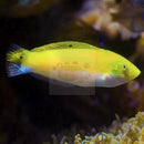 Silver Belly Yellow Wrasse (Halichoeres Leucoxanthus) - Marine World Aquatics
