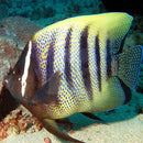 Sixbar Angel Fish : (Pomacanthus sexstriatus) - Marine World Aquatics