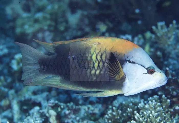 Slingjaw (Epibulus insidiator) - Marine World Aquatics