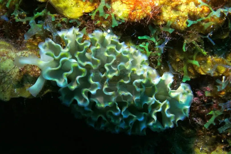 Frilly Sea Shell Explore Snails & Molluscs Collection – Marine World Aquatics