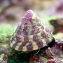 Snail - Banded Trochus (Trochus histrio) - Marine World Aquatics