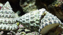 Snail - Turbo (Tectus fenestratus) - Marine World Aquatics
