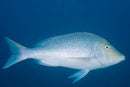 Snapper - Spangled - Ranched (Lutjanus fluviflamma)