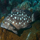 Snowflake Grouper (Epinephelus caeruleopunctatus) - Marine World Aquatics