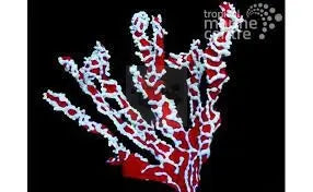 Spider Sponge (Trikentrion flabeliforme) - Marine World Aquatics