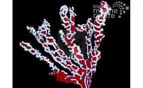 Spider Sponge (Trikentrion flabeliforme) - Marine World Aquatics