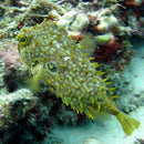 Spiny Boxfish - Honeycomb (Chilomycterus antillarum) - Marine World Aquatics