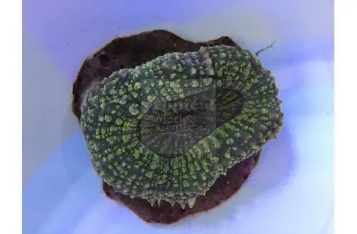 Spiny Brain Coral Cultured (Lobophyllia spp) - Marine World Aquatics