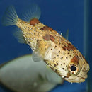 Spiny Porcupine (Chilomycterus antennatus) - Marine World Aquatics