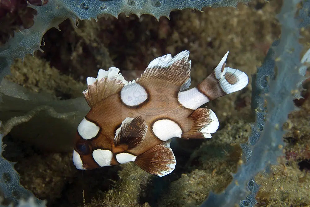 Spotted Grunt Sweetlips (Plectorhinchus chaetodonoides) - Marine World Aquatics