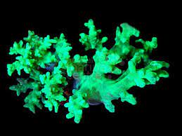 Staghorn Soft Coral (Sinularia spp)