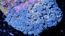 Star Polyp Blue (Anthella spp) - Marine World Aquatics
