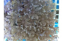 Star Polyp Clove (Clavularia spp) - Marine World Aquatics