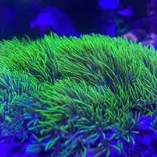 Star Polyp Metallic Green (Pachyclavularia violacea) - Marine World Aquatics