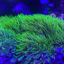 Star Polyp Metallic Green (Pachyclavularia violacea) - Marine World Aquatics
