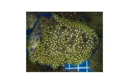 Star Polyp Xenia Green - Marine World Aquatics